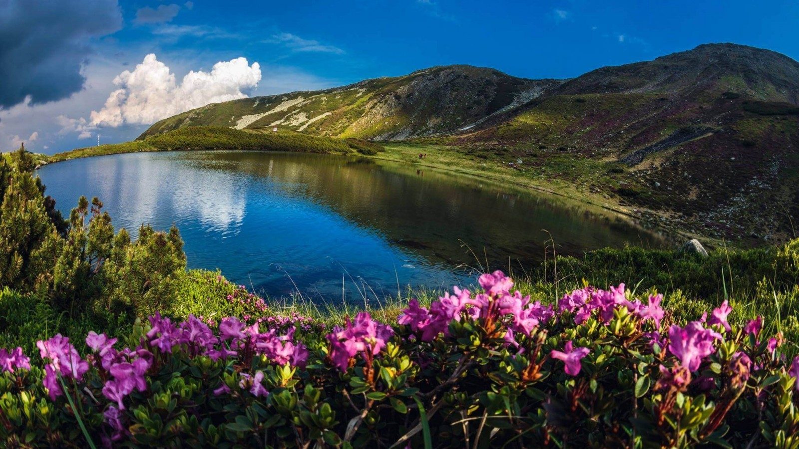 Borșa → Lacul Lala Mare